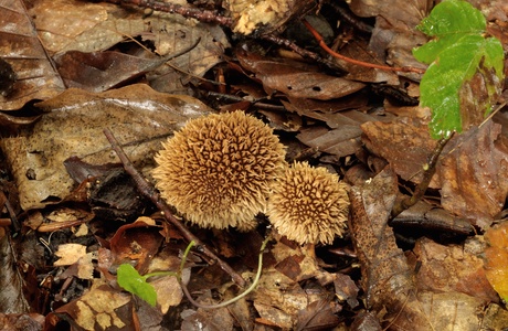 Igel-Stäubling (Lycoperdon echinatum) - © Michaela und Gernot Friebes